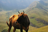 Rind vor grnem Hochland