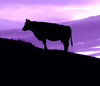 Stier vor violett Himmel