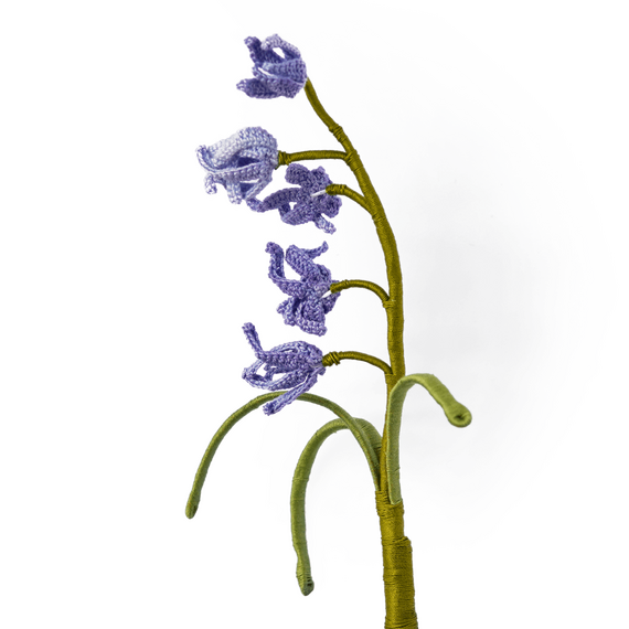 Violette Englische Glockenblume