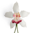 Boutonniere einer weißen Orchidee aus Seide in der...