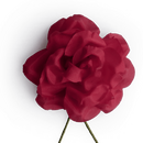 Boutonniere bzw. Knopflochblume einer roten Rose in der...