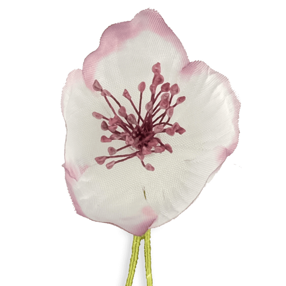 Boutonniere bzw. Knopflochblume einer wei-magenta Christrose in der detaillierten Direktansicht.