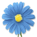 Boutonniere einer blauen Margerite aus Seide in der...
