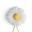 Boutonniere bzw. Knopflochblume einer rundblättrigen...