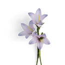 Boutonniere bzw. Knopflochblume einer rundblättrigen...