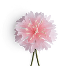Boutonniere bzw. Knopflochblume einer pinken Kornblume in...