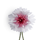 Boutonniere bzw. Knopflochblume einer Kornblume in Weiß...